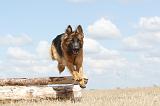 BERGER ALLEMAND 264